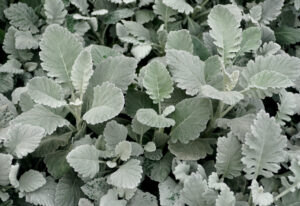 Dusty miller leaves
