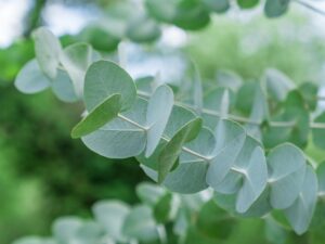 Silver dollar eucalyptus close-up