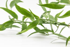 Italian Ruscus on white background