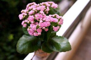 Pink Kalanchoe plant