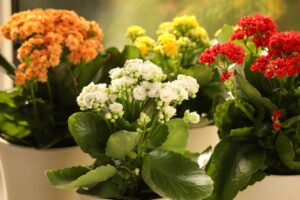 Three Kalanchoe plants