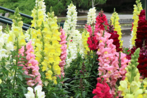 Colorful snapdragons blooming in a garden