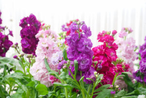 Pink and purple stock flowers in bloom