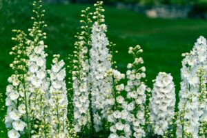 White delphinium against a green background