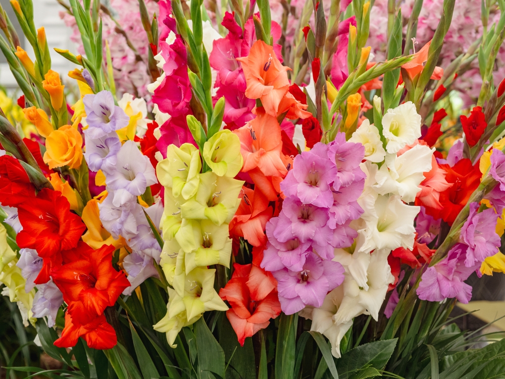 Multicolor gladiolus in bloom in nature