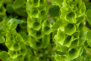 Bells of Ireland close-up