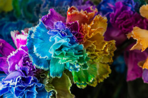 Rainbow colored carnations