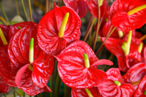 Red anthurium blooms
