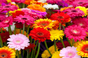 Multicolor gerbera daisies blooming