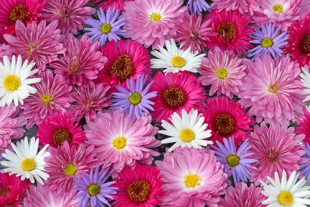 Pink, purple, and white chrysanthemums
