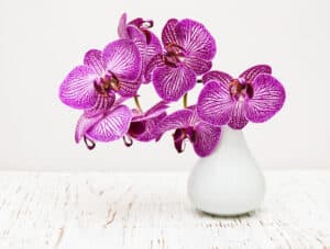 Purple and white orchids in white vase on table
