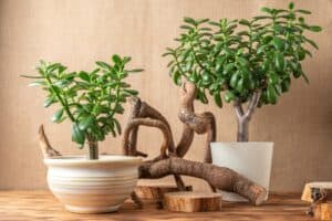 Jade plant with neutral toned home decor