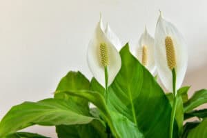 Peace lily blooms closeup