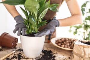 Woman repotting peace lily