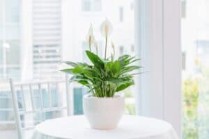 Peace lily on table in bright room
