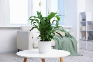 Peace lily on table in front of sofa