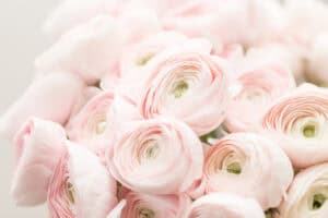 Pale pink-white ranunculus blooms