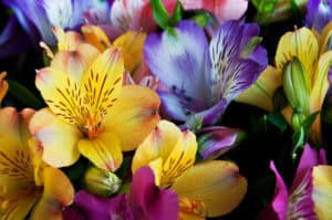 Yellow, purple, and pink alstroemeria