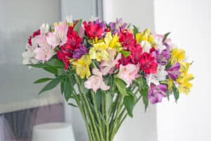 A bunch of colorful alstroemeria