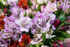 Purple, red, and pink alstroemeria