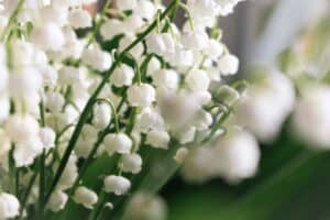 Lily of the valley blooms close-up