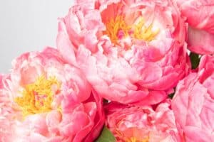 Blooming pink peonies close-up