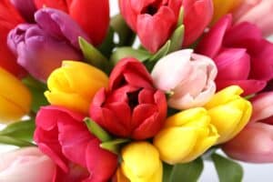 Colorful tulips close-up from above
