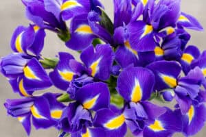 Purple and yellow irises in a cluster