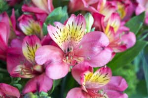 Pink and yellow alstroemeria up close