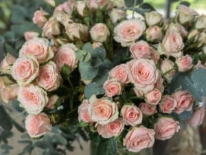 Clusters of light pink spray roses
