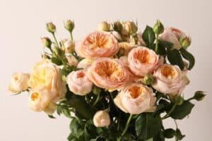 Peach pink garden roses 