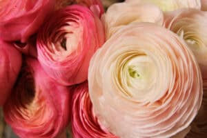 Dark pink and light pink ranunculus close-up