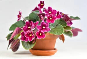 African violet plant with pink flowers in terra cotta pot