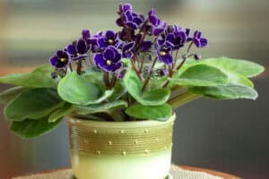 Purple African violet plant in ceramic holder