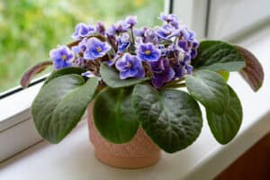 African violet plant on windowsill