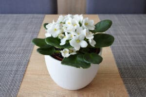 Potted African violet plant with white blooms in white vessel