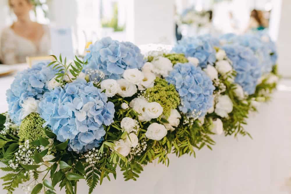 Blue hydrangea runner on wedding table with white blooms