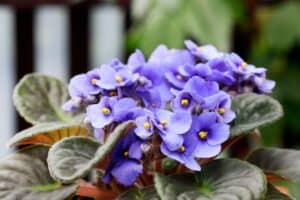 Close up on purple African violet plant with purple flowers with yellow centers