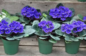 Five purple African Violet plants on wooden surface