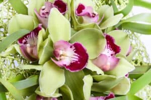 Green orchids with white and purple centers up close