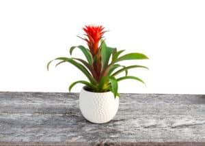 Bromeliad in pot on table