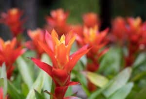 Red-orange bromeliad blooms with yellow centers