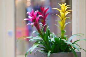 Pink, red, and yellow bromeliad blooms