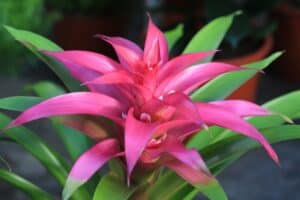 Pink bromeliad blooming close-up