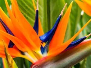 Bird of paradise blooms closeup