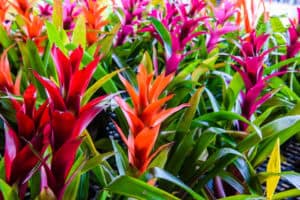 Bromeliad plants blooming in a colorful patch