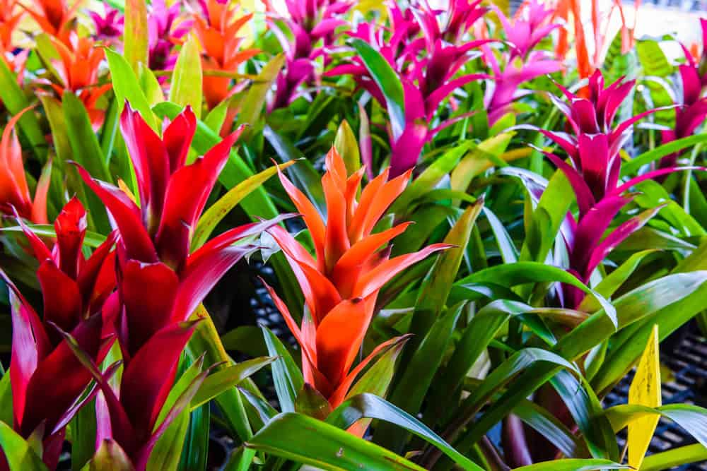 Bromeliad plants blooming in a colorful patch