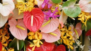 Cluster of colorful anthuriums with accent orchids