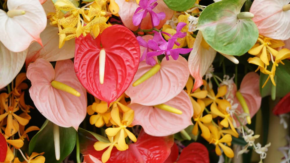 Cluster of colorful anthuriums with accent orchids