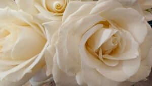 White roses very closeup